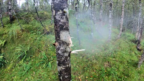 Baumstamm-Von-Kugel-In-Zeitlupe-Getroffen---Stamm-In-Der-Mitte-Des-Rahmens,-Während-Kugeln-Durch-Bäume-Dringen-Und-Holztrümmer-Herumfliegen---Gras-Und-Wald-Im-Hintergrund