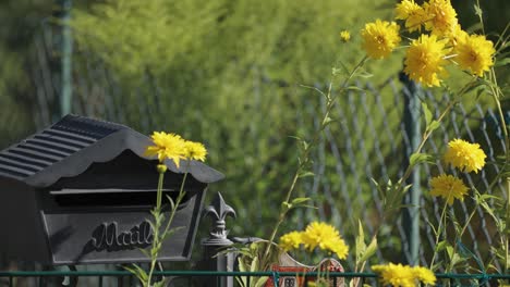 a cute iron mailbox and golden glow flowers in the garden