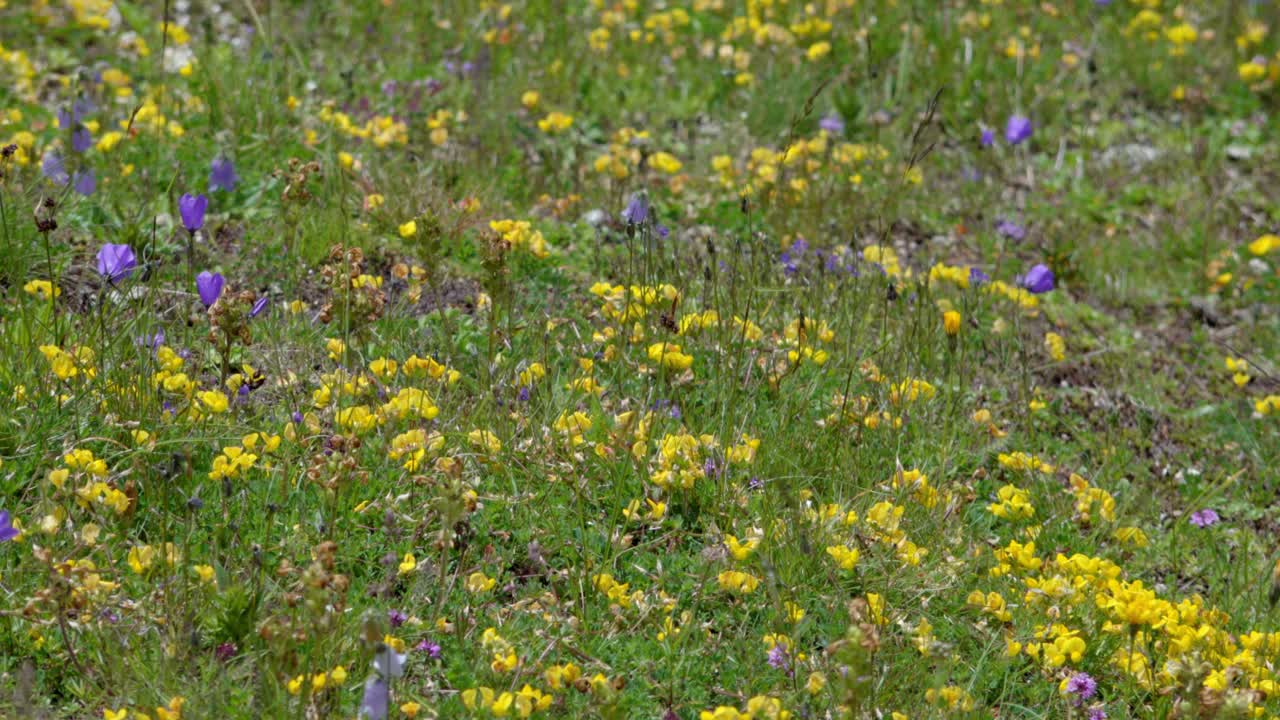 An alpine meadow with colorful wildflowers on a windy summer day