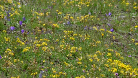 an alpine meadow with colorful wildflowers on a windy summer day