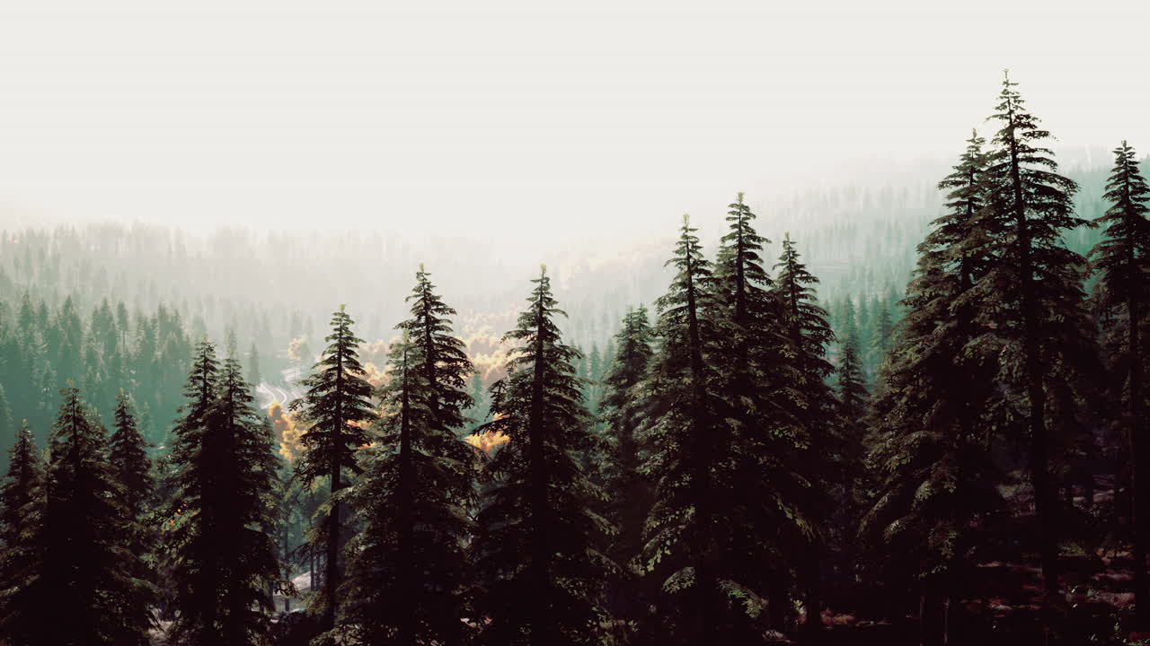 산에서 해가 지고 숲과 빛나는 태양