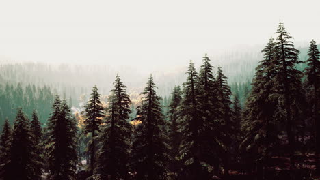 puesta de sol en las montañas con bosque y sol brillante