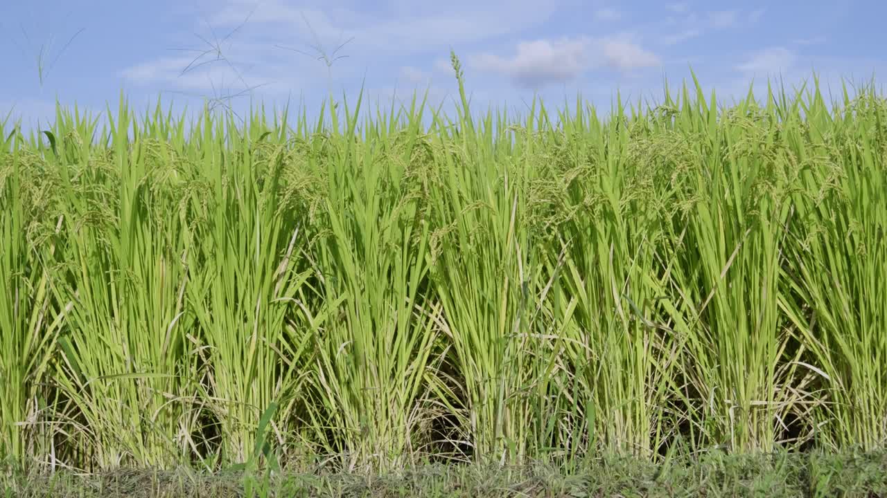 Rice field under blue sky