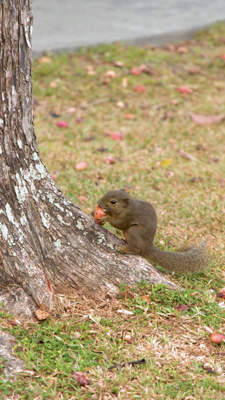 Uno scoiattolo delle piantagioni siede su un tronco d'albero mangiando una noce in un parco cittadino.