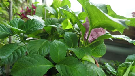 close-up of hydrangea plants