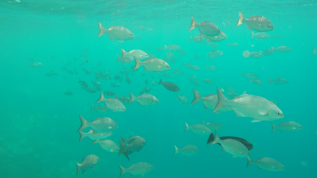 몰디브의 암초에서 푸른 바다에서 헤엄치는 슬로우 모션 물고기 떼