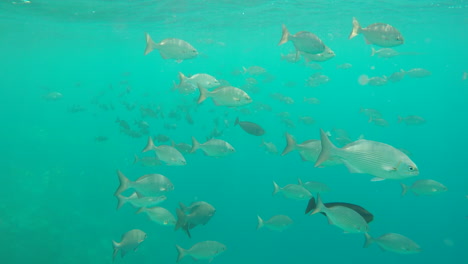 Slow-motion-school-of-fish-swimming-in-a-blue-ocean,-at-a-reef-in-the-Maldives