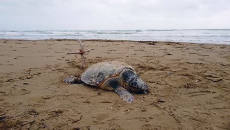 slowly circle shot of a dead turtle on beach a cross made from wood in sand