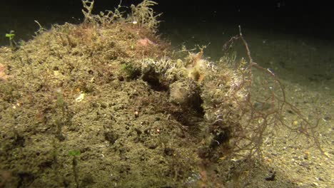 perfectly-camouflaged-decorator-crab-moves-down-a-matching-color-coral-block