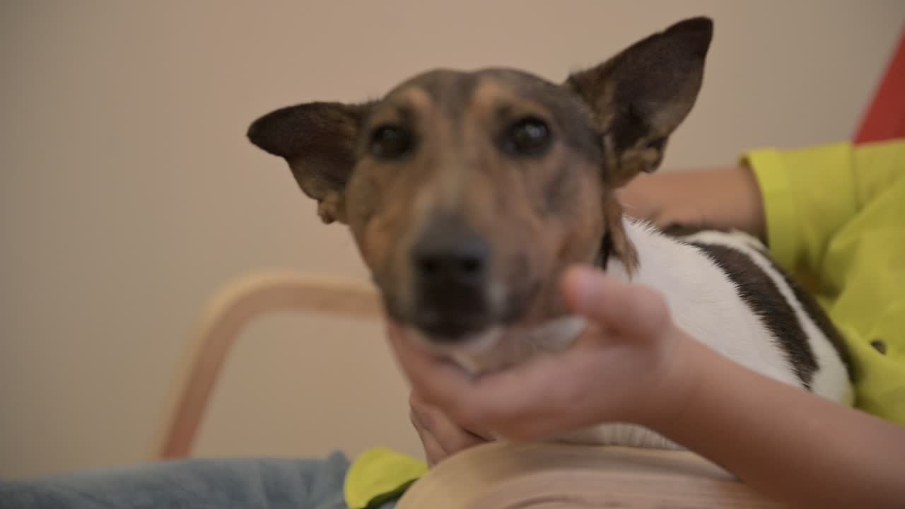 카메라는 아이의 무릎에 있는 개에 초점을 맞추고 아이는 의자에서 균형을 잡습니다.