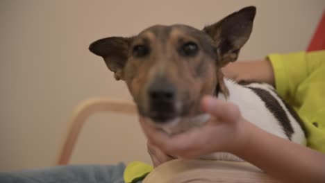 camera focuses on a dog in the lap of a child, while a child balances in the chair