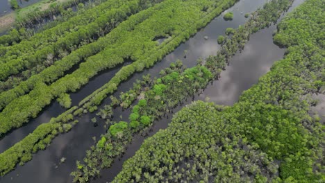 drone flight above manialtepec mangrove forest near puerto escondido, oaxaca, mexico