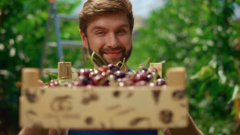 business farmer presenting cherry box eco food in orchard greenhouse plantation.