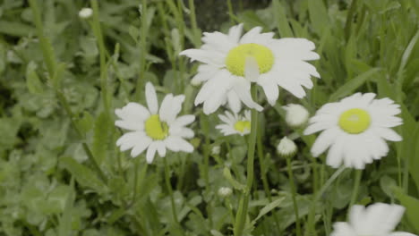 Close-up-white-daisy-flowers-grow-in-nature-with-green-background