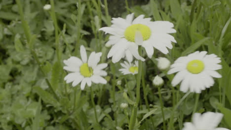 close-up white daisy flowers grow in nature with green background