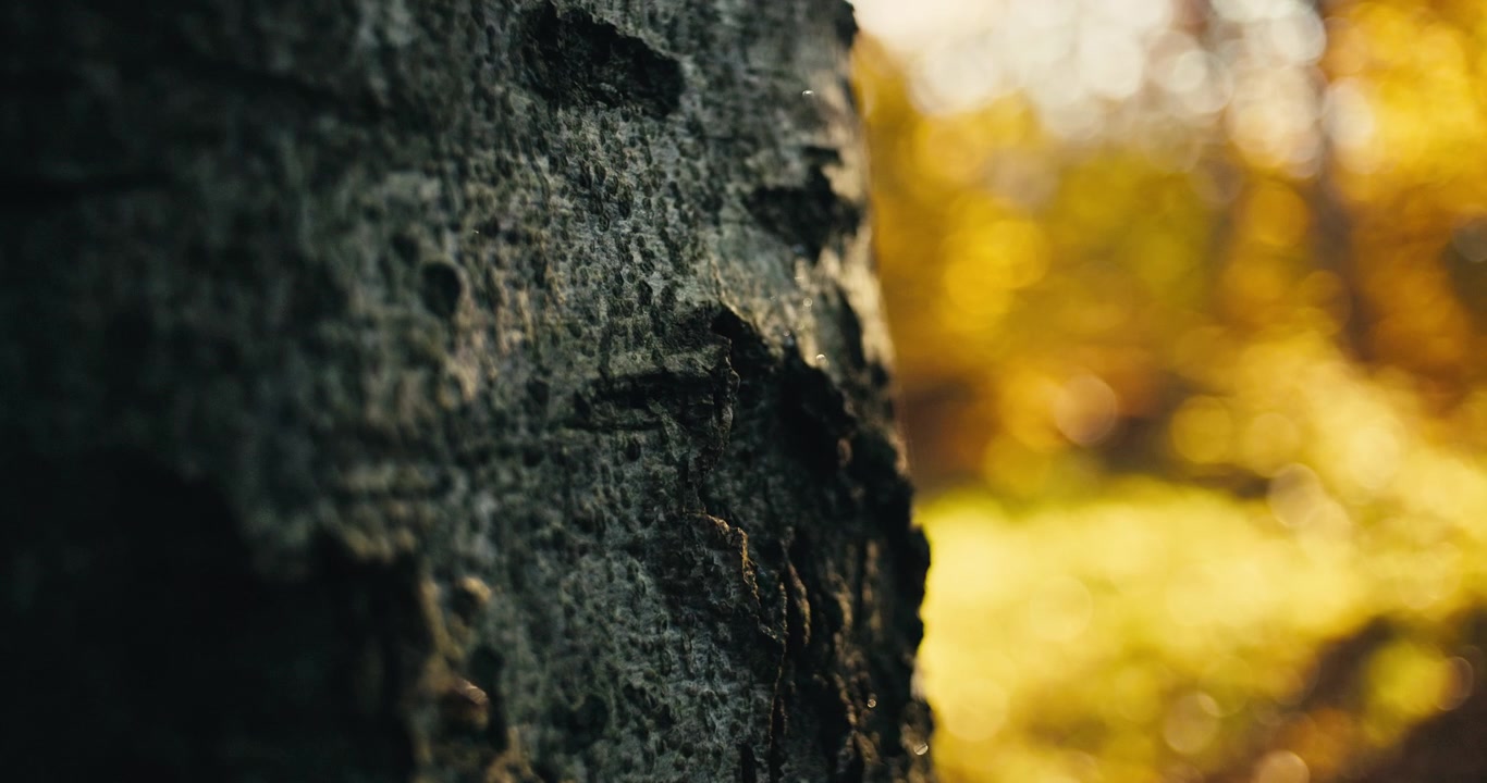 Nærbilde av teksturert trebark med myk, gyllen høstskog-bokeh i bakgrunnen. Varmt naturlig lys og kort dybdeskarphet skaper en fredelig skogscene.