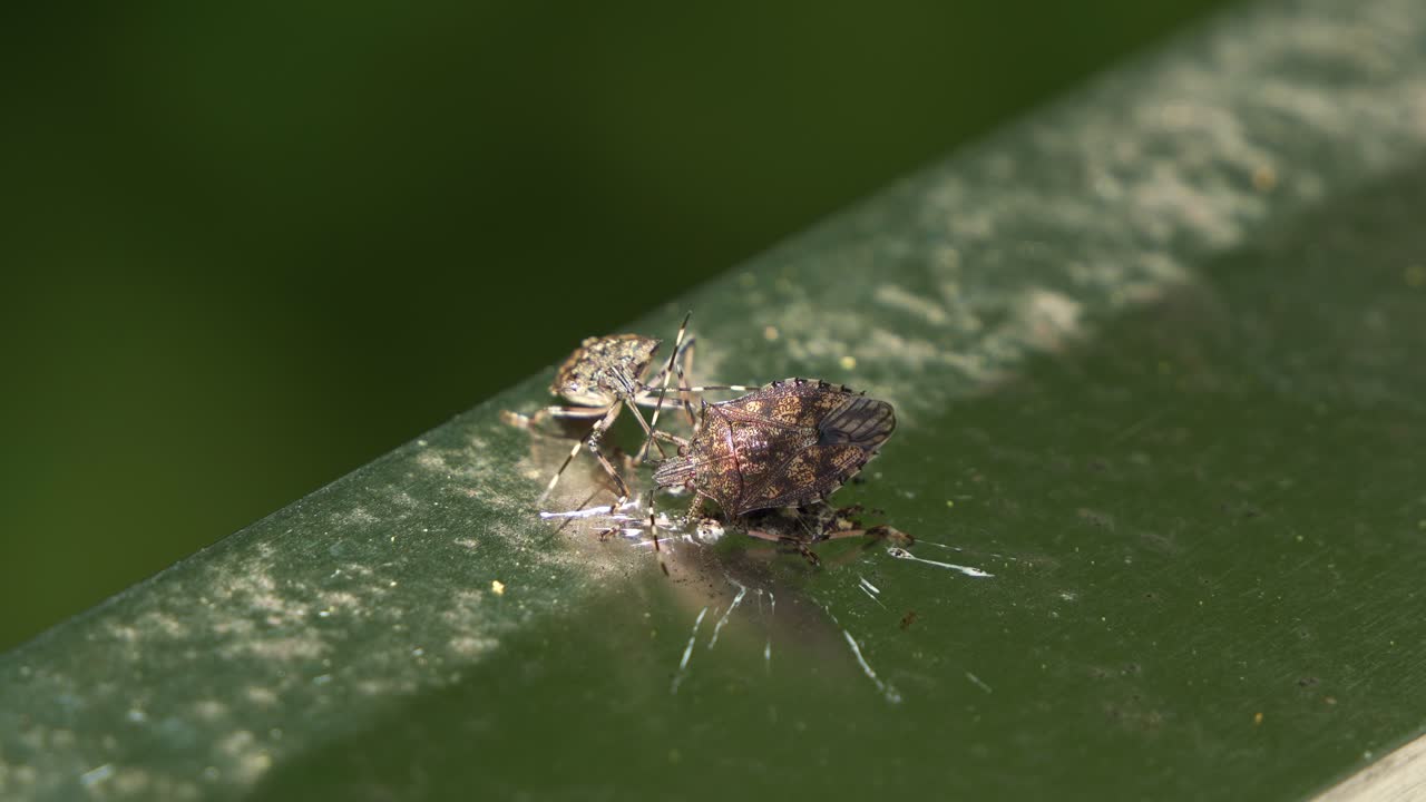 Two Brown Long-headed Shield Bug (austromalaya reticulata) feeding on bird droppings on the metal railing in the wild, close up shot.