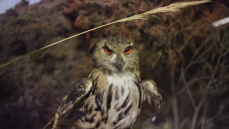 stuffed owl showing its habitat