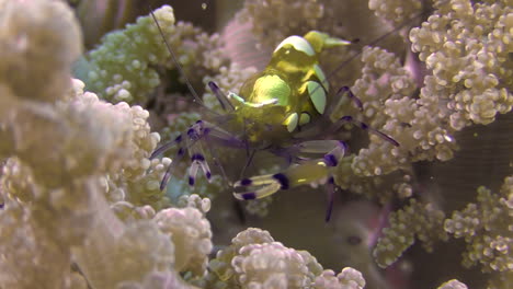 peacock-tail-anemone-shrimp-feeding-in-a-knobby-soft-coral,-close-up-shot-front-view