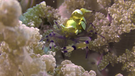 camarones de anémona de cola de pavo real alimentándose en un coral blando nudoso, vista frontal de primer plano