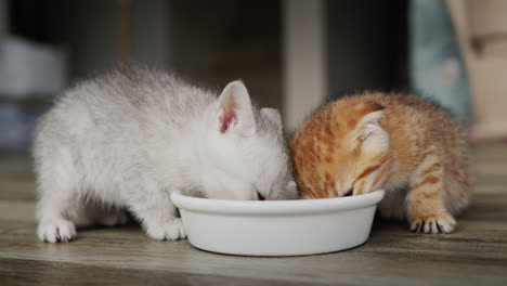 Zwei-Glückliche-Kätzchen-Fressen-Futter-Aus-Einer-Schüssel-Auf-Dem-Boden