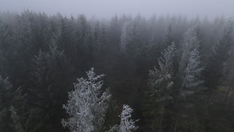 Un-Vuelo-Desde-El-Suelo-Sobre-Las-Copas-De-Los-árboles-En-Medio-Del-Bosque-Sobre-La-Nieve-Recién-Caída-Y-La-Niebla-En-Movimiento