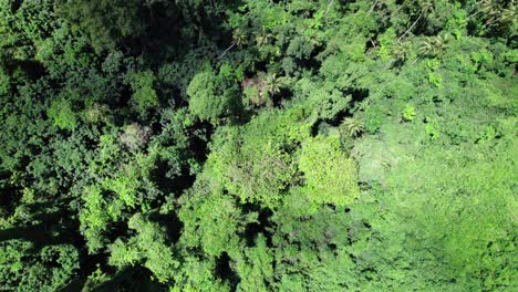 rainforest canopy seen from aerial perspective