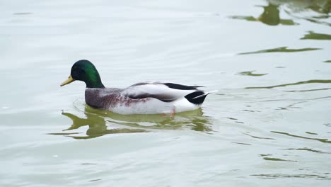 Stockente-Schwimmen-In-Einem-Teich-In-Paris,-Frankreich---Nahaufnahme