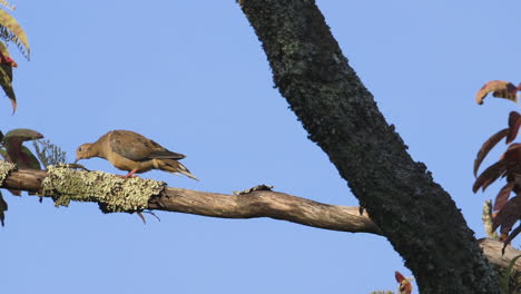 A-mourning-dove-preening-and-looking-around-on-a-large-branch