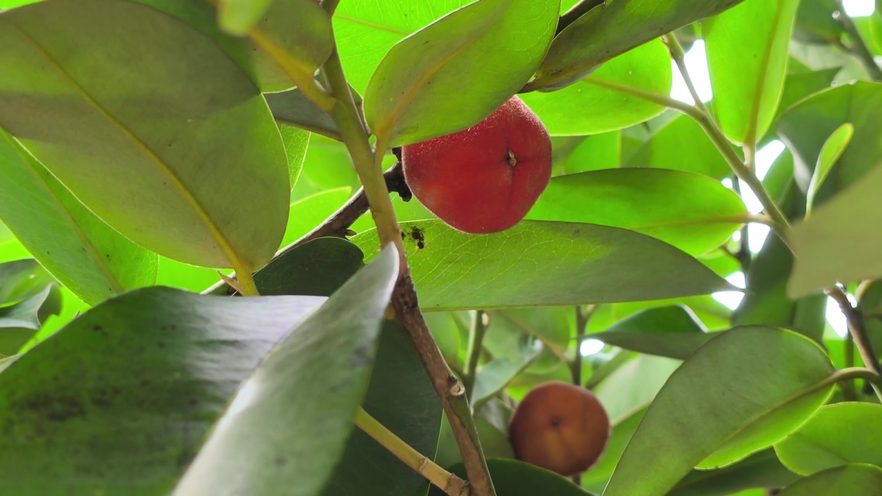 Diospyros blancoi-træet, kendt som Fløjlsæble, står frodigt og højt. Dets unikke frugter er højt værdsat i traditionel malaysisk medicin. Denne art tilbyder mange sundhedsmæssige fordele.