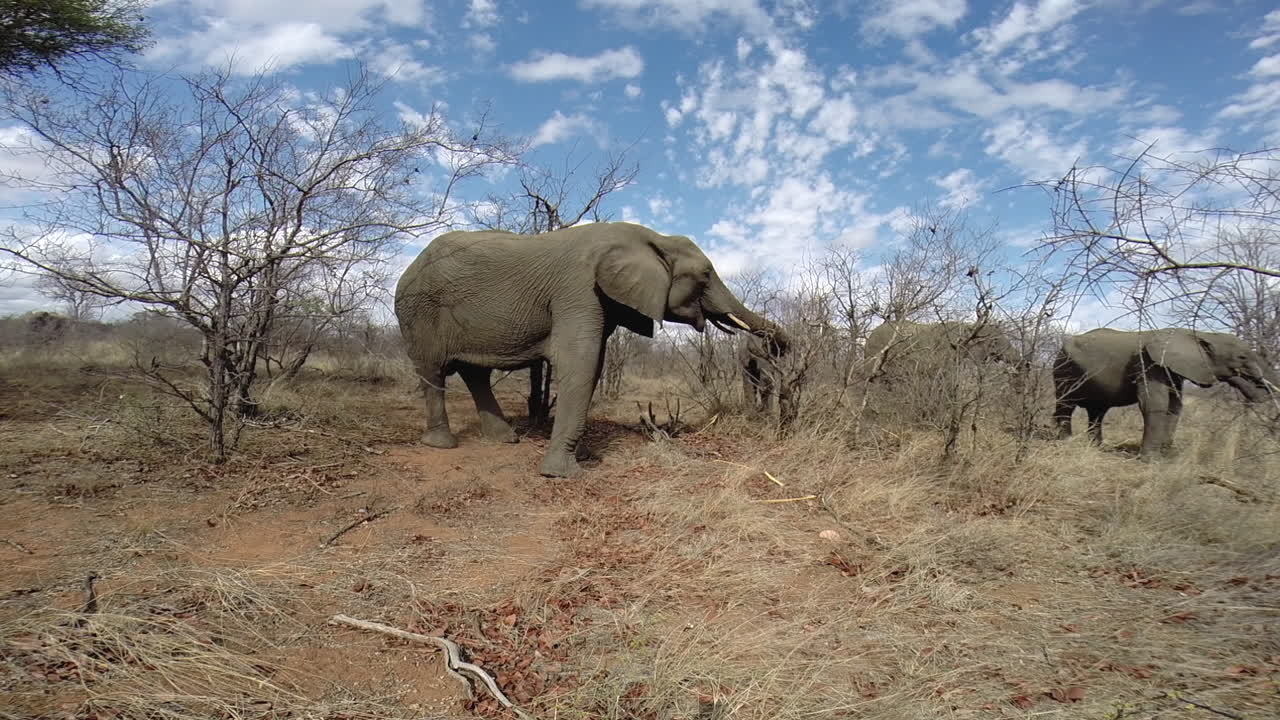 건조한 겨울 조건에서 먹이를 주는 아프리카 코끼리 무리, 그 위에 아름다운 흩어진 구름, 광각 샷, 정적 고프로