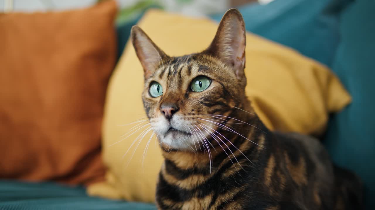 Gatto del Bengala sdraiato sul divano in soggiorno. Animale domestico a casa. Gattino dal manto leopardato con grandi occhi verdi in primo piano. Animale domestico di razza peloso che si rilassa. Piccoli migliori amici
