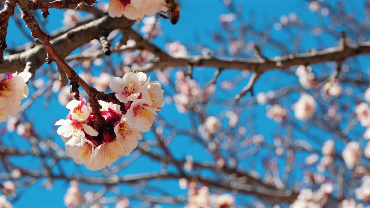 Fiori primaverili in slow motion ondeggiano nel vento leggero mentre un'ape vola nell'inquadratura, catturando la bellezza pacifica dell'impollinazione naturale stagionale e dei fiori bianchi contro un cielo azzurro brillante.