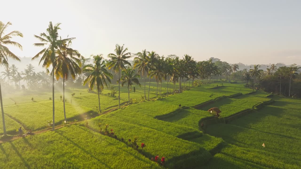 Veduta aerea delle risaie di Mancingan nella nebbia mattutina con la luce dell'alba, palme e un contadino al lavoro a Bali