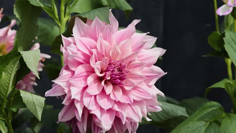 primer plano de una flor de dahlia rosada en flor