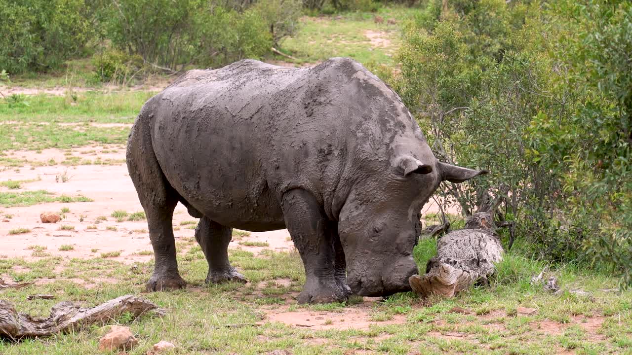 An endangered African White rhino covered in mud standing and sniffing at a log, Kruger, Ceratotherium simum simum