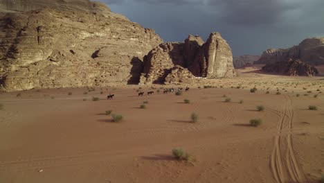 people on donkey mules in arabian, middle eastern wadi rum desert, aerial