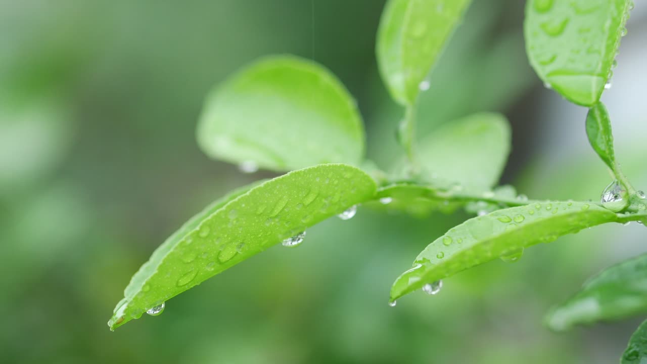 Gotas de agua sobre la hoja verde