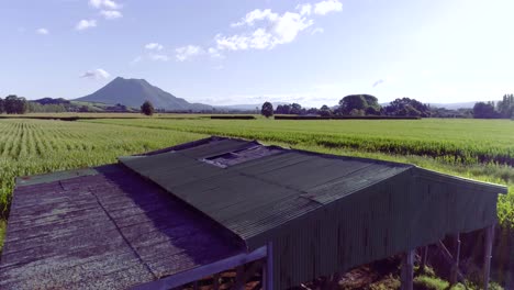 Corn-fields-pointing-at-a-mountain-revealed-behind-a-barn