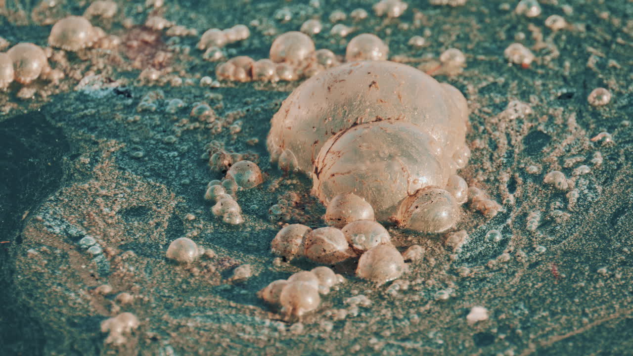 Close up shot of contaminated seawater with clusters of foam and oily bubbles drifting across the surface