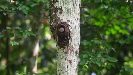 Collared-Owlet,-Taenioptynx-brodiei,-Kaeng-Krachan-National-Park,-Thailand