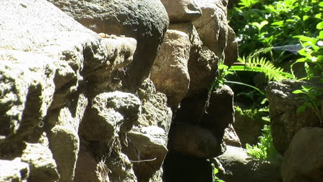 Old-rock-wall-with-ferns-and-spider-webs-in-late-afternoon-sunlight