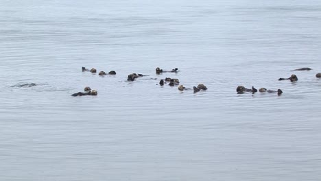 Weite-Aufnahme-Von-Seeottern,-Die-In-Den-Seichten-Wassern-Des-Ozeans-Schwimmen,-Sitka,-Alaska