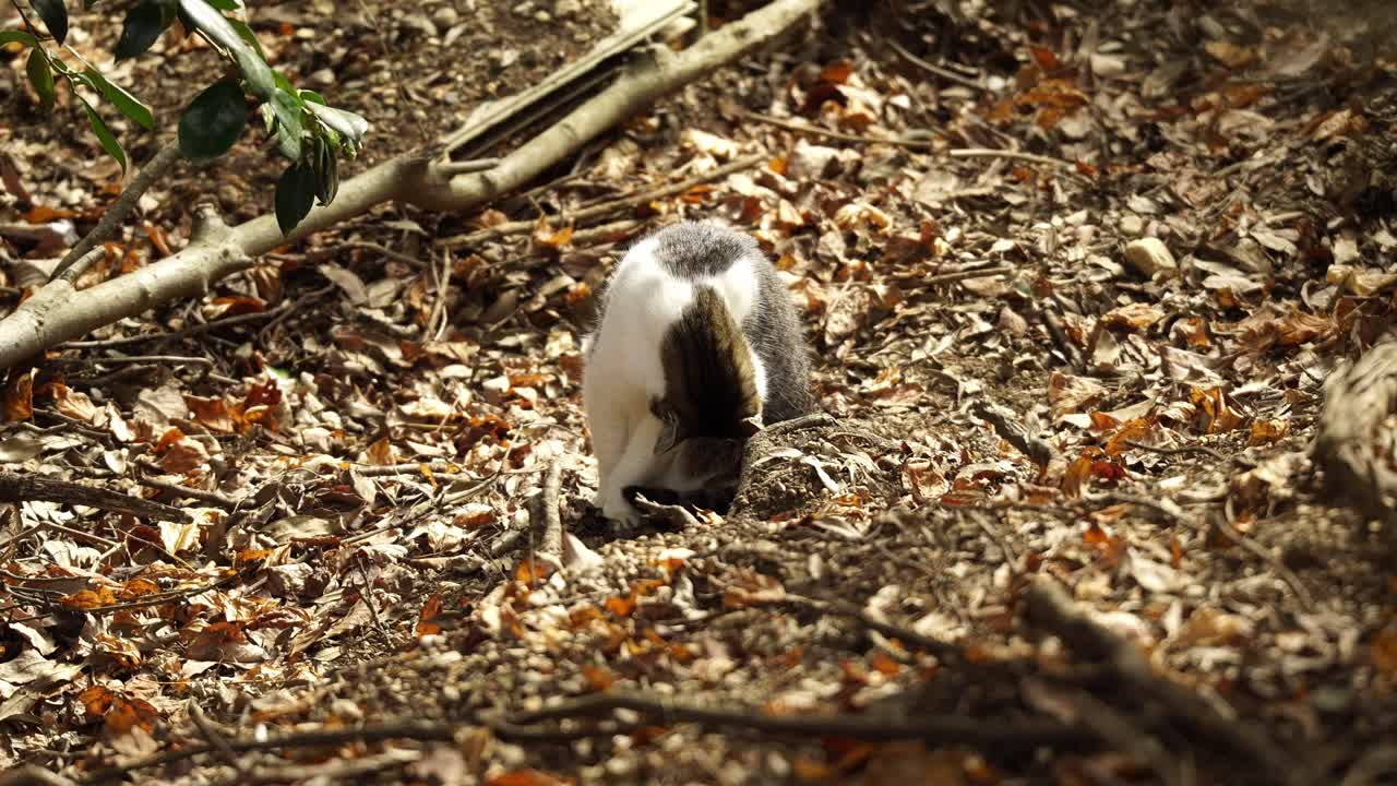 Un gatto nel bosco di giorno tra le montagne di Kasugai (prefettura di Aichi, Giappone)