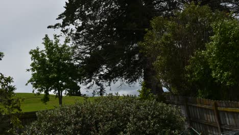 time-lapse-of-trees-and-swaying-in-the-wind-on-a-cloudy-day