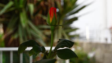 flor de rosa roja en el jardín de la casa frente a palmeras muy pequeñas en buggiba, malta