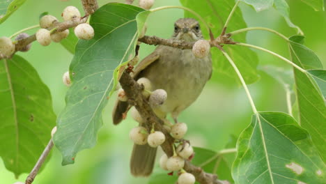 Bird-Streak-eared-Bulbul-Eats-Fruits-On-Deciduous-Fig-Tree---Closeup