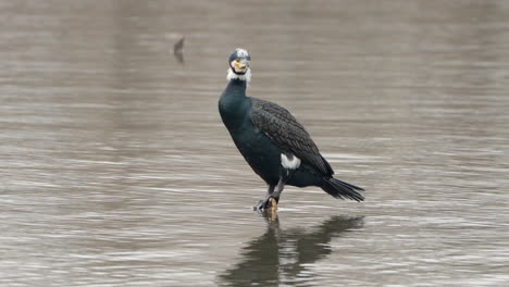 Great Cormorant Standing in Water