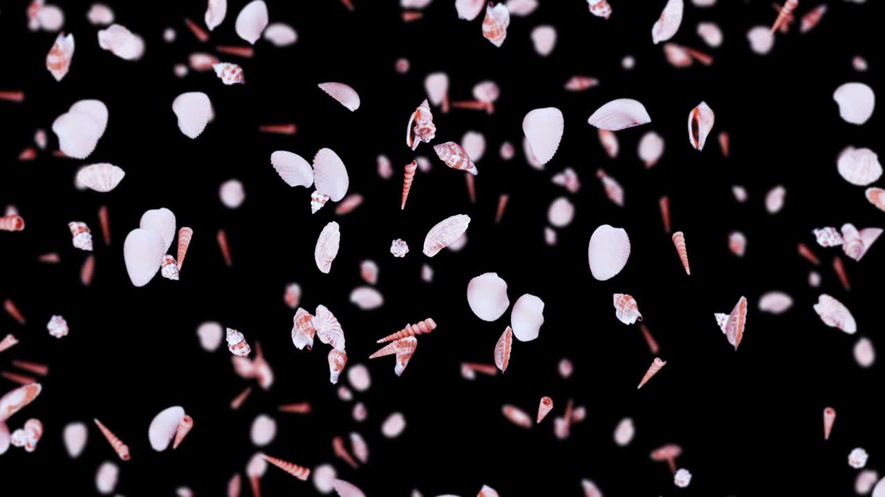 검은 바탕에 많은 바다 데기를 날아. 현실적인 조개 모양의 컬렉션. 열대 수중. 회전하는 데기의 3d 루프 애니메이션.