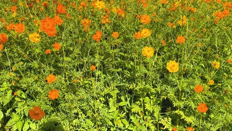 flores naranjas brillantes en un jardín exuberante